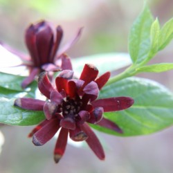 Spice Bush Bloom